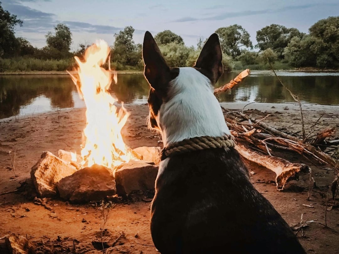 Can dogs eat marshmallows?